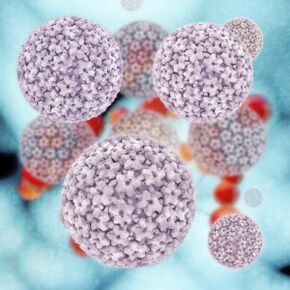 phân tử papillomavirus ở người